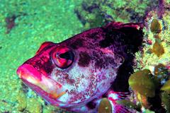 Hypoplectrodes nigroruber