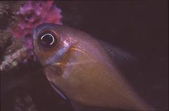 Pempheris klunzingeri