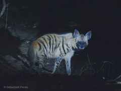 Hyaena hyaena