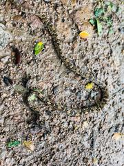 Trimorphodon quadruplex