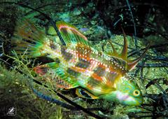 Heteroscarus acroptilus