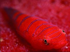 Cochleoceps bicolor