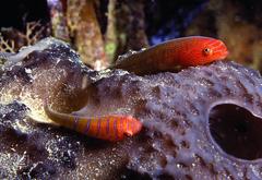 Cochleoceps bicolor