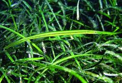 Siphonognathus argyrophanes