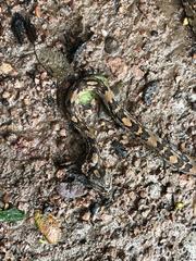 Trimorphodon quadruplex