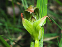 Pterostylis patens