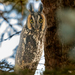 East American Long-eared Owl - Photo (c) cgarand, some rights reserved (CC BY-NC)