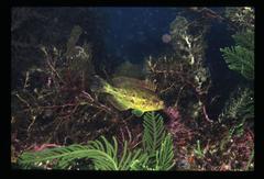 Heteroscarus acroptilus