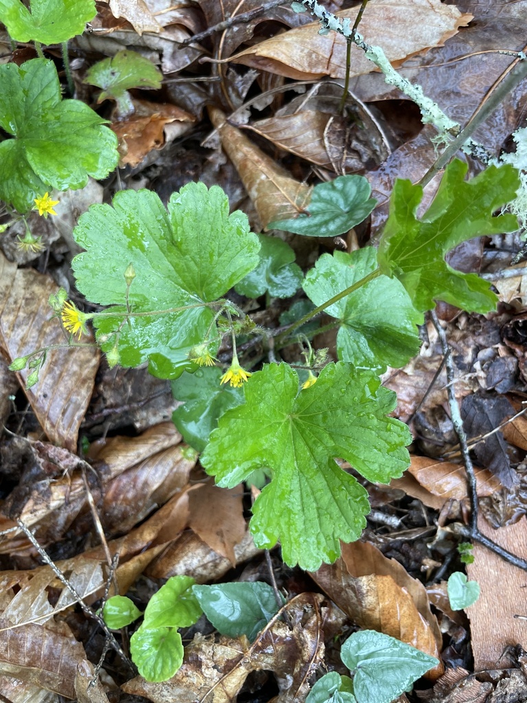 lobed barren strawberry
