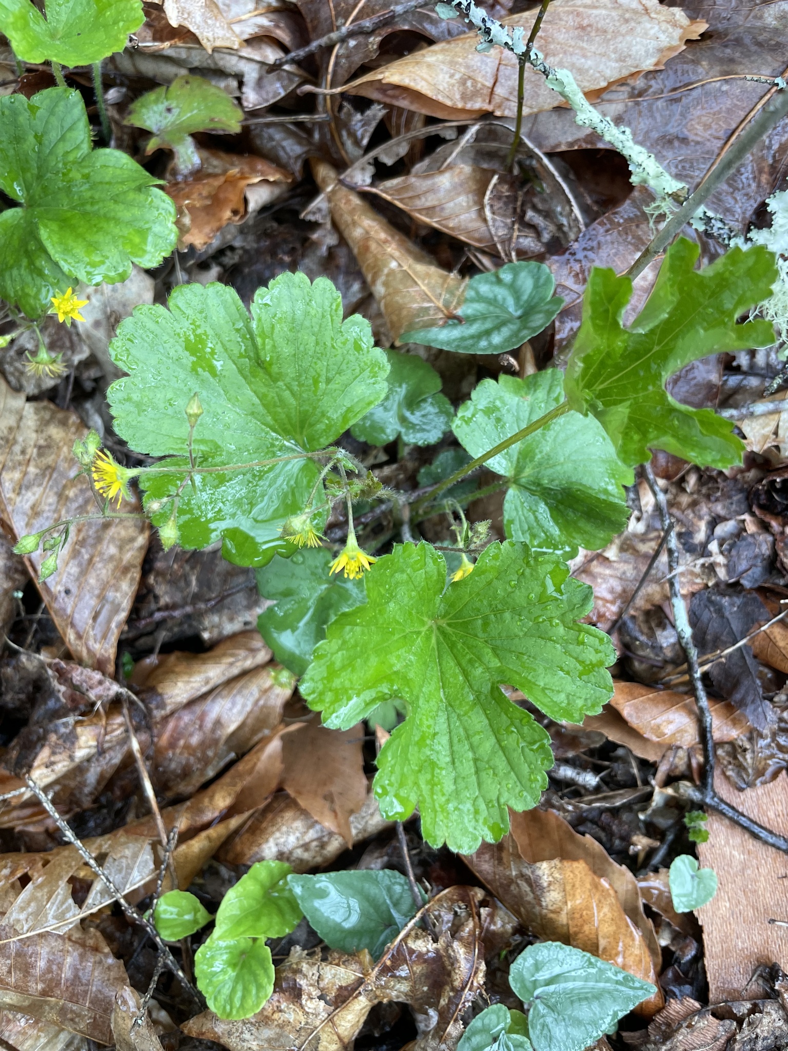 Waldsteinia lobata