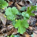 Waldsteinia lobata - Photo no hay derechos reservados, subido por John Kees