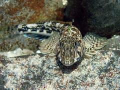 Lepidoblennius marmoratus