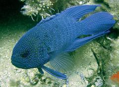 Blue Devilfish photo 3