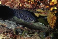 Genypterus tigerinus