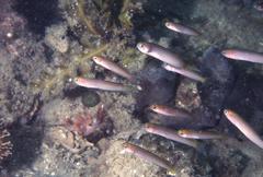 Trachinops noarlungae