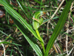 Pterostylis patens