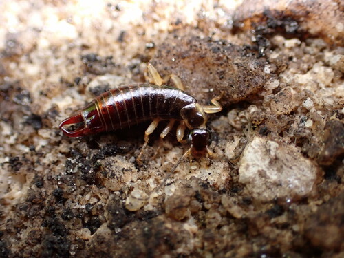 Ring-legged earwig