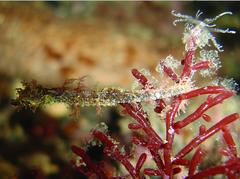 Idiotropiscis australe