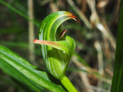 Pterostylis patens