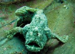 Phyllophryne scortea