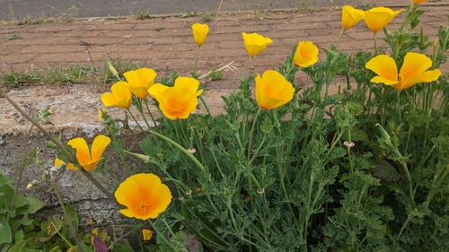 Eschscholzia image