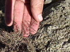 Pellaea mucronata mucronata