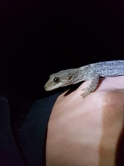 Dactylocnemis poor knights