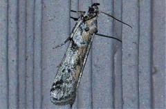 Laetilia dilatifasciella