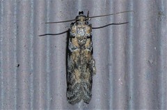 Laetilia dilatifasciella