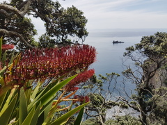 Xeronema callistemon