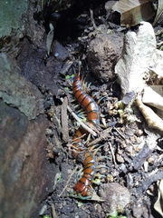 Cormocephalus rubriceps