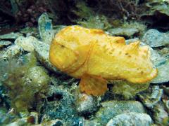 Smooth Prowfish photo 5
