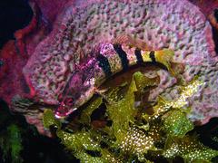 Hypoplectrodes nigroruber