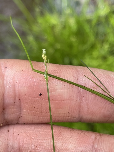 bristlystalked sedge (Carex leptalea)