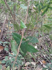 Passiflora megacoriacea image