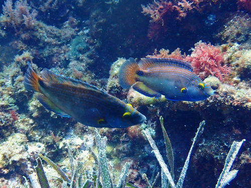 Mediterranean Wrasse