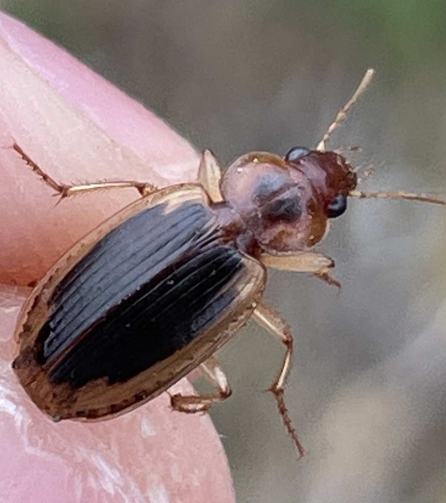 Tule Beetle