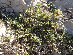 Atriplex portulacoides