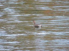 Tachybaptus ruficollis