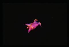 Sagaminopteron ornatum