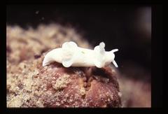 Trapania aureopunctata