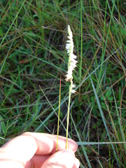 Spiranthes vernalis