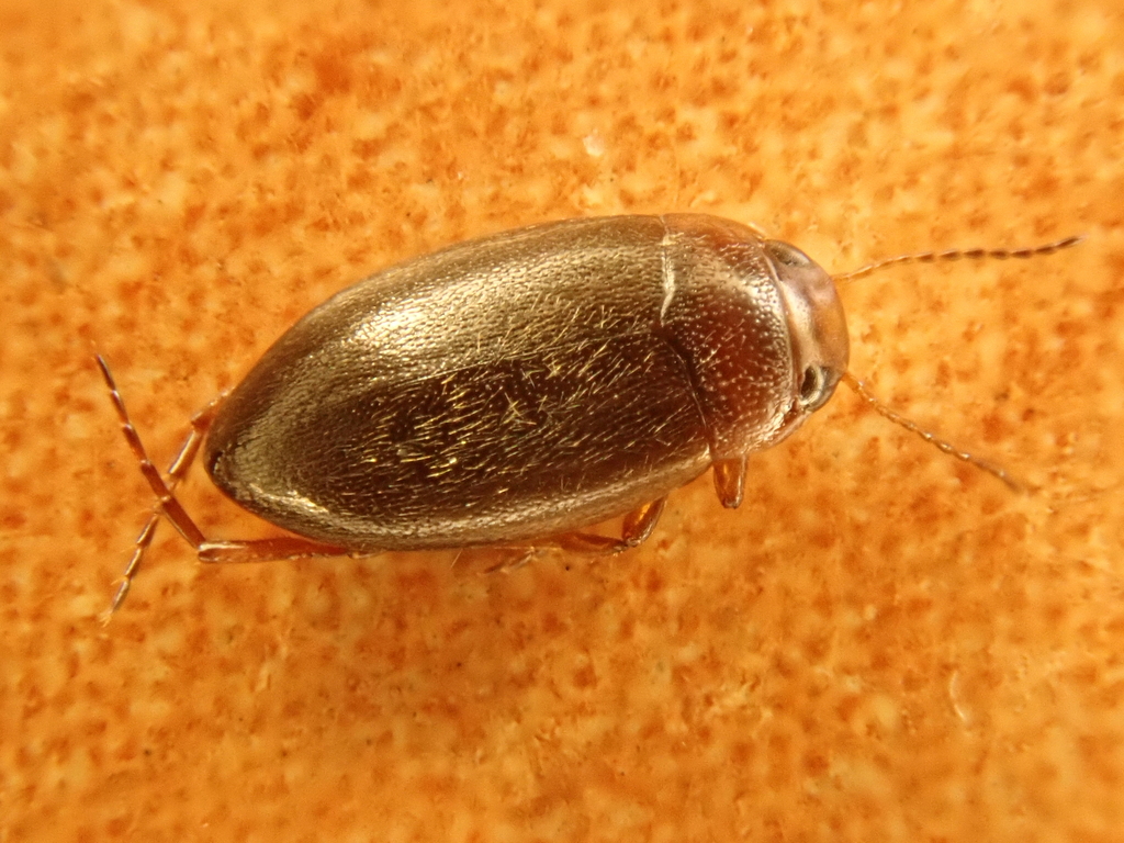 Hydroporus glabriusculus