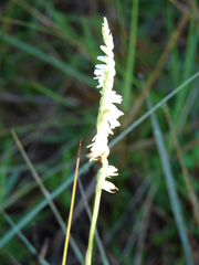Spiranthes vernalis