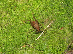 Pleioplectron hudsoni