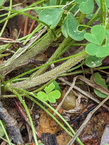Image of Small's Woodsorrel (Oxalis colorea) by (c) Alison Northup, some rights reserved (CC BY)