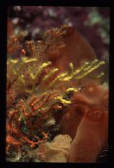 Melithaea zimmeri