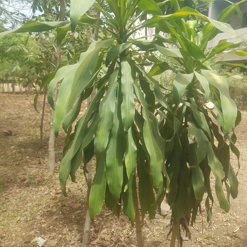 Dracaena fragrans image