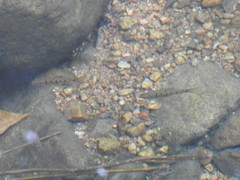 Barbodes semifasciolatus