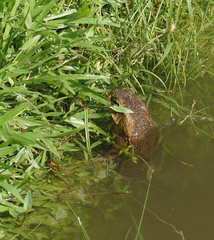 Rhinella marina